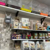 پت شاپ گلستان انواع پرنده و‌لوازم|پرنده|بیرجند, |دیوار