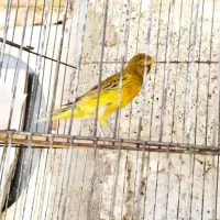 قناری ذات قدیم