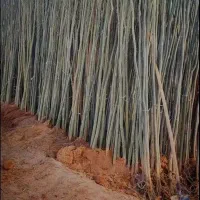 جشنواره بزرگ نهال صنوبر در نهالستان غرب