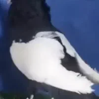 کبوترسینه ای واکسی|پرنده|داران, |دیوار