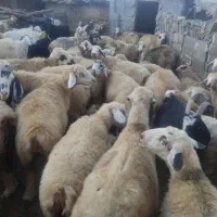 بزمیش خوب داشتی|حیوانات مزرعه|دشمن زیاری, |دیوار