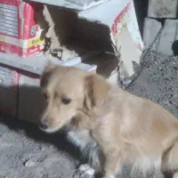 براایسگ توله بامادرشون|سگ|بم, |دیوار