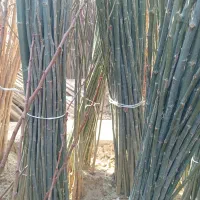 فروش نهال کبوده رشد سریع و مقاوم به سرما|خدمات باغبانی و درختکاری|سلماس, |دیوار