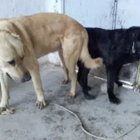 گم شده|حیوانات|تهران, ایران|دیوار