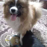 سلام پامر ۴ماه|سگ|فردیس, فردیس|دیوار