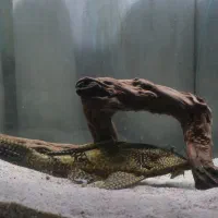 فروش یک عدد کت فیش (لجن خوار)