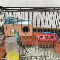 مرغ عشق نرو ماده