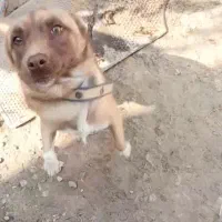 طوله سگ پاکوتاه