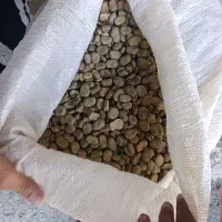 باقله باقالی شاخ بزی