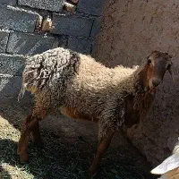 میش چینی اصل