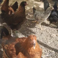 ۵ عدد نیمچه مرغ خانگی