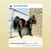 کره اسب با شجره دره شوری درجه یک