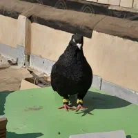 کفتر خوب|پرنده|کرج, شاهین‌ویلا|دیوار