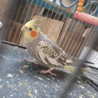 طوطی عروس هلندی