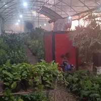 خدمات نگهداری گیاهان در بخشی از گلخانه