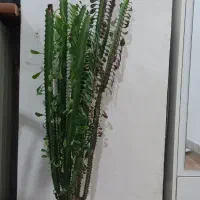 افوربیای قرمز وسبز|گل و گیاه طبیعی|رشت, نخودچر|دیوار