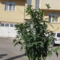رهن-واجاره-واحدیک-خوابه-زیباشهر-تخلیه-فوری