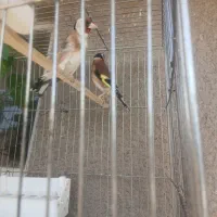 جفت کارداده