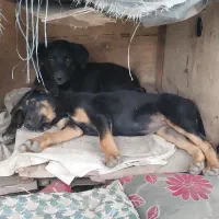 سگ ژرمن