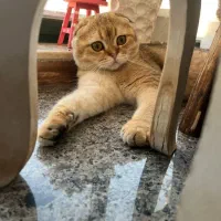 واگذاری رایگان گربه