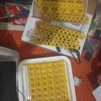 ماشین جوجه کشی