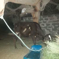 گستر گاو
