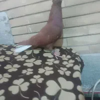 پرنده
