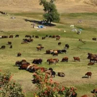 دام زنده گوسفند