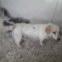 سگ پشمالو پا کوتاه