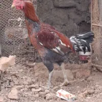 خروس لاری|حیوانات مزرعه|زرند, |دیوار