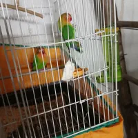 طوطی  برزیلی سبز کوتوله اپال فیشر البینو|پرنده|اصفهان, شهرک صنعتی امیرکبیر (شاپور جدید)|دیوار