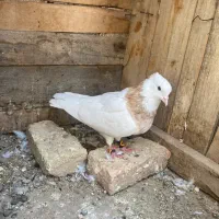 طوقی زرد خالدار