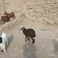 فروش ۸ راس بزغاله و بره|حیوانات مزرعه|ملایر, |دیوار