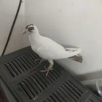 دم زرد کرمونی کاکولی دم سرخ|پرنده|تربت‌حیدریه, حسنی بالا|دیوار