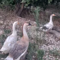 فروش غاز و اردک