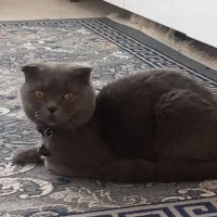 گربه مولد|گربه|مشهد, گلشور|دیوار