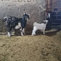 بز همراه بزغاله|حیوانات مزرعه|خنجین, |دیوار