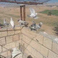 کبوتر