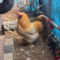 خروس امپراطور