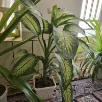 فروش گل|گل و گیاه طبیعی|جنت, |دیوار