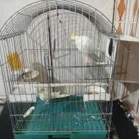 عروس هلندی سالم وکشیده مولد|پرنده|قرچک, داوود آباد|دیوار