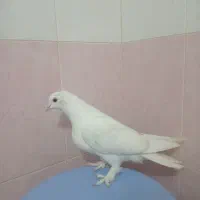کبوتر سفید کاکل پاپر ماده