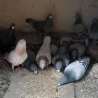 ۱۵تان همه باهم ۵میلیون۵۰۰|پرنده|هامون, |دیوار