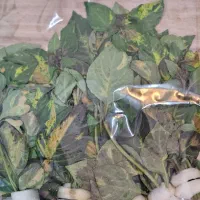 گیاه زینتی آکواریم|ماهی|بابل, |دیوار