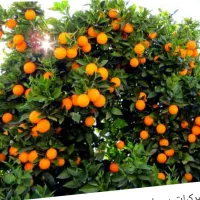 سورتینگ|استخدام خدمات فروشگاه و رستوران|کیاکلا, |دیوار