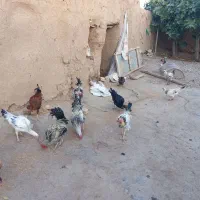 خروس کردی|حیوانات مزرعه|ماهیدشت, |دیوار