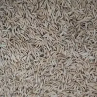 چلتیک برنج