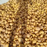 سیب زمینی محلی