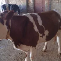 یک راس تلیسه سیمینتال|حیوانات مزرعه|کوهدشت, |دیوار