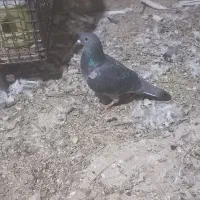 پلاکی نر جوان|پرنده|کازرون, |دیوار